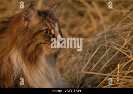 Alvin - grande gatto siberiano con capelli lunghi al tramonto Foto Stock