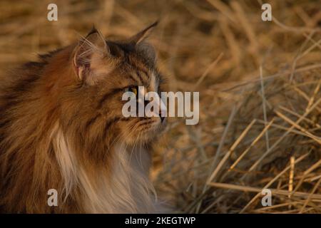Alvin - grande gatto siberiano con capelli lunghi al tramonto Foto Stock