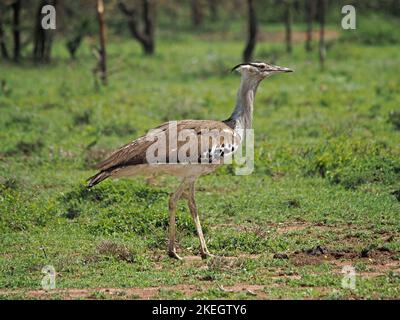 Ritratto di elegante Kori Bustard (Ardeotis kori) la più grande (più pesante) caccia di uccelli volanti del mondo sulle pianure di Masai Mara conservanze, Kenya, Africa Foto Stock