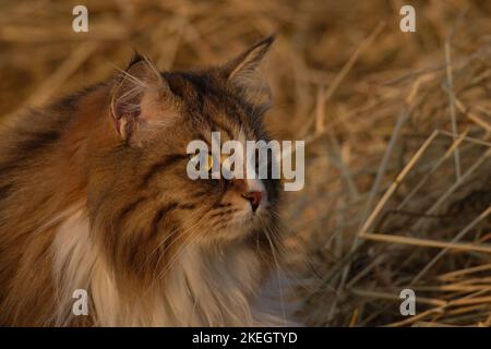 Alvin - grande gatto siberiano con capelli lunghi al tramonto Foto Stock