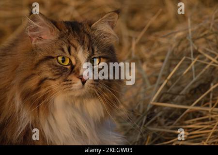 Alvin - grande gatto siberiano con capelli lunghi al tramonto Foto Stock