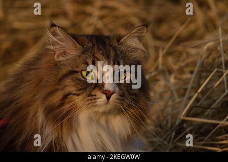 Alvin - grande gatto siberiano con capelli lunghi al tramonto Foto Stock
