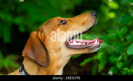 Un cane felice è in natura con bocca aperta e lingua in formato immagine 16,9 Foto Stock