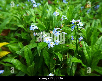 Foto di fiori selvatici trovati nei boschi britannici. Le foreste di latifoglie sono un ecosistema comune nell'ambiente gallese Foto Stock