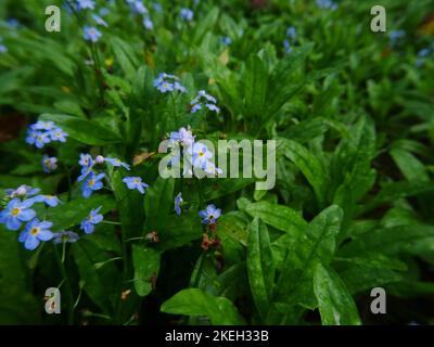 Foto di fiori selvatici trovati nei boschi britannici. Le foreste di latifoglie sono un ecosistema comune nell'ambiente gallese Foto Stock