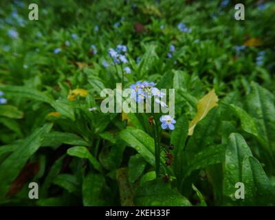 Foto di fiori selvatici trovati nei boschi britannici. Le foreste di latifoglie sono un ecosistema comune nell'ambiente gallese Foto Stock