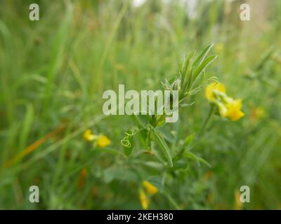 Foto di fiori selvatici trovati nei boschi britannici. Le foreste di latifoglie sono un ecosistema comune nell'ambiente gallese Foto Stock