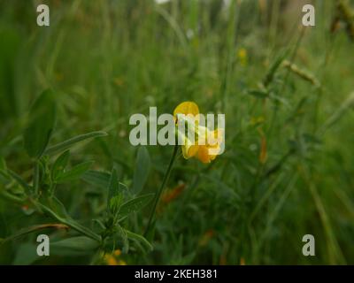 Foto di fiori selvatici trovati nei boschi britannici. Le foreste di latifoglie sono un ecosistema comune nell'ambiente gallese Foto Stock