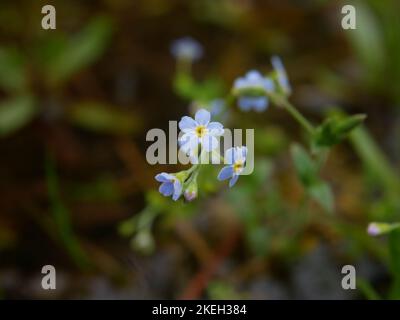 Foto di fiori selvatici trovati nei boschi britannici. Le foreste di latifoglie sono un ecosistema comune nell'ambiente gallese Foto Stock