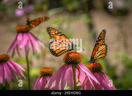 Farfalle Monarch (Danaus plexippus) anche conosciuto come Wanderer Butterfly on a Coneflowers (Echinacea purpurea) Foto Stock