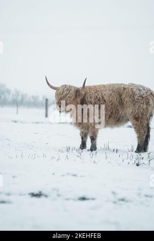 Allevamento scozzese di mucche di razza Highlander ricoperte di neve in natura 2022 Foto Stock