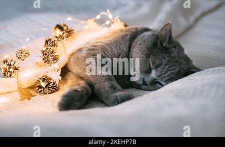 Mentre dorme il gatto sistema le luci di natale a suo piacimento