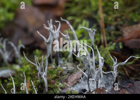 Xylaria hypoxylon, fungo candelabro, fuoco selettivo closeup corna di carbonio Foto Stock