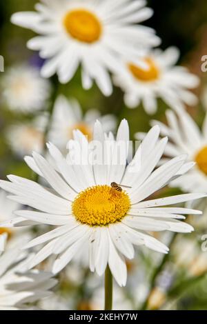 Daisy - Marguerite. Foto del giardino - la bella Daisy - Marguerite. Foto Stock