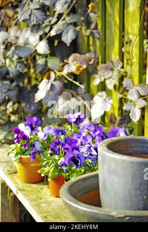 Angolo giardinieri. Il posto privato del giardiniere - la bellezza di garderning. Foto Stock