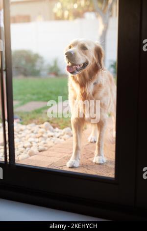 Dove sono tutti, un Golden retriever che attende pazientemente alla porta di una casa. Foto Stock