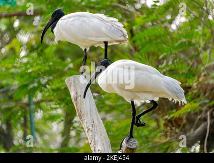 Ibis Birds dalla testa nera (nome scientifico: Threskiornis melanocephalus) seduti in una piscina di legno nella foresta. Primo piano scattato con messa a fuoco selettiva Foto Stock