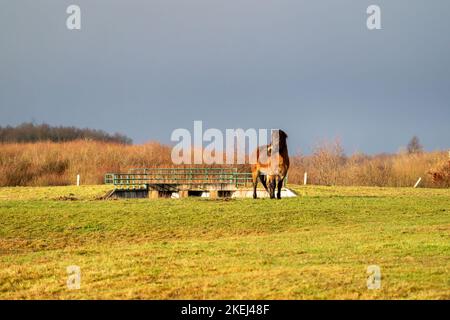 Un pony marrone selvaggio Exmoor si trova contro un cielo blu. Vista frontale. Fissa in modo sognante in lontananza. Nella riserva naturale di Fochteloo, il Foto Stock