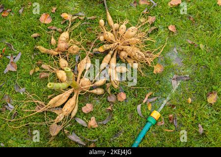 Lavare i tuberi delle piante di dahlia, pulirli e prepararli per lo stoccaggio invernale. Lavori di giardinaggio autunnali. Tuberi di dahlia overwintering. Foto Stock