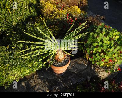 Wave Hill è una tenuta di 28 acri nella sezione Hudson Hill di Riverdale nel Bronx, New York City. Wave Hill attualmente è costituita da orticultura pubblica Foto Stock