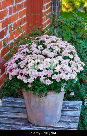 Fiori di Osteospermum - di fronte alla vecchia finestra Foto Stock