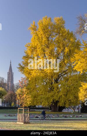 Francia. Alsazia. Basso Reno (67) Strasburgo. Un ginkgo biloba sulla Place de la Republique in autunno, con la cattedrale di Strasburgo sullo sfondo Foto Stock