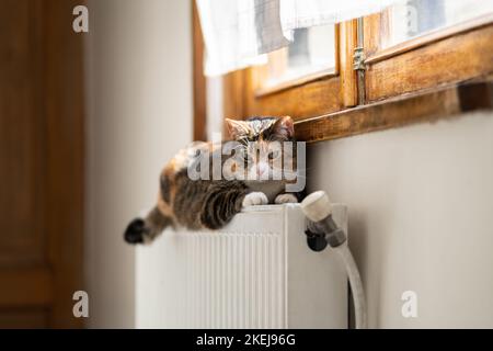 Il gatto angosciato si trova sulla batteria fredda attendere la stagione di riscaldamento. Rilassati calmo per un animale domestico sul radiatore caldo a casa Foto Stock