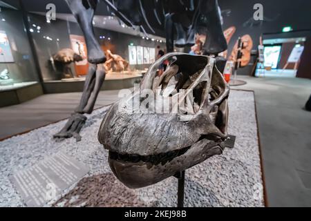 26 luglio 2022, Munster Natural History Museum, Germania: Camarasaurus sauropod dinosauro cranio in mostra, dimostrando le scoperte scientifiche e. Foto Stock