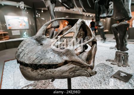 26 luglio 2022, Munster Natural History Museum, Germania: Camarasaurus sauropod dinosauro cranio in mostra, dimostrando le scoperte scientifiche e. Foto Stock