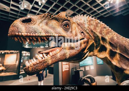 26 luglio 2022, Munster Natural History Museum, Germania: Modello di dinosauro di Allosaurus al Natural History Museum Foto Stock