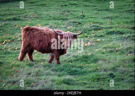 Una mucca di altopiani in un campo in autunno nelle Highlands scozzesi Foto Stock