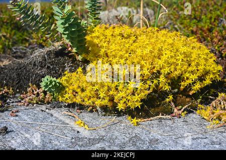 Fiori di Carelia, goldmods stonecrop. Sedum acro, fiori gialli che adornano le rocce del Mar Bianco. Foto Stock