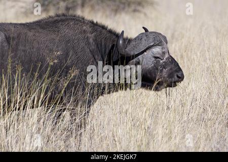 Capo bufalo (syncerus caffer), alimentazione maschile adulto su erba, Mahango Core Area, Bwabwata National Park, Kavango East, Caprivi Strip, Namibia, Africa Foto Stock