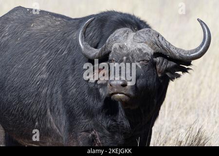 Capo bufalo (syncerus caffer), maschio adulto in erba alta secca, contatto con gli occhi, ritratto animale, Mahango Core Area, Bwabwata National Park, Namibia, Africa Foto Stock