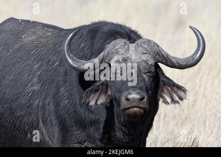 Capo bufalo (syncerus caffer), maschio adulto in erba alta secca, contatto con gli occhi, ritratto animale, Mahango Core Area, Bwabwata National Park, Namibia, Africa Foto Stock