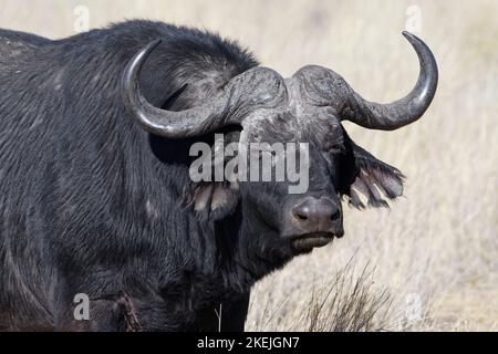 Capo bufalo (syncerus caffer), maschio adulto in erba alta secca, contatto con gli occhi, ritratto animale, Mahango Core Area, Bwabwata National Park, Namibia, Africa Foto Stock