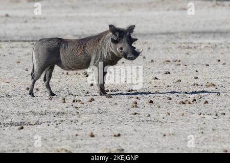 Warthog comune (Phacochoerus africanus), adulto in piedi sul terreno asciutto, contatto con gli occhi, Mahango Core Area, Bwabwata Parco Nazionale, Namibia, Africa Foto Stock