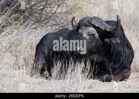 Capo bufalo (syncerus caffer), uomo adulto sdraiato in erba secca, contatto con gli occhi, ritratto degli animali, Mahango Core Area, Bwabwata National Park, Namibia, Africa Foto Stock