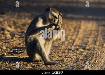 Scimmia vervet (Chlorocebus pygerythrus), maschio adulto seduto su una strada sterrata, governare, luce serale, Mahango Core Area, Bwabwata Parco Nazionale, Namibia Foto Stock