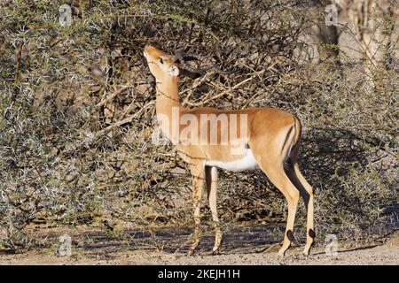 Impala comune (Aepyceros melampus), maschio adulto in cerca di foglie di acacia tra le spine, Mahango Core Area, Bwabwata Parco Nazionale, Namibia, Africa Foto Stock