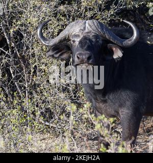 Capo bufalo (syncerus caffer), uomo adulto, contatto con gli occhi, ritratto animale, Mahango Core Area, Parco Nazionale di Bwabwata, striscia di Caprivi, Namibia, Africa Foto Stock