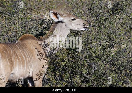 Greater kudu (Tragelaphus strepsiceros), donna adulta tra gli arbusti, nutrirsi di foglie, Mahango Core Area, Bwabwata Parco Nazionale, Namibia, Africa Foto Stock