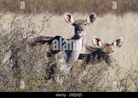 Greater kudus (Tragelaphus strepsiceros), due femmine adulte che foraggiano tra gli arbusti, Mahango Core Area, Bwabwata National Park, Namibia, Africa Foto Stock