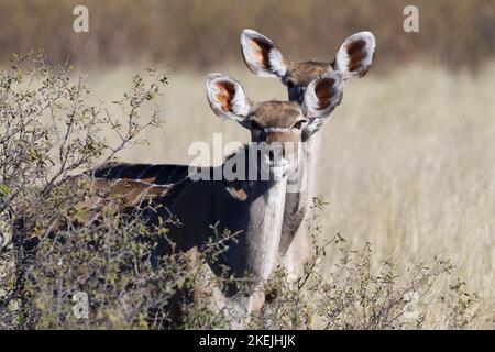 Greater kudus (Tragelaphus strepsiceros), due femmine adulte in piedi tra gli arbusti, Mahango Core Area, Bwabwata National Park, Namibia, Africa Foto Stock