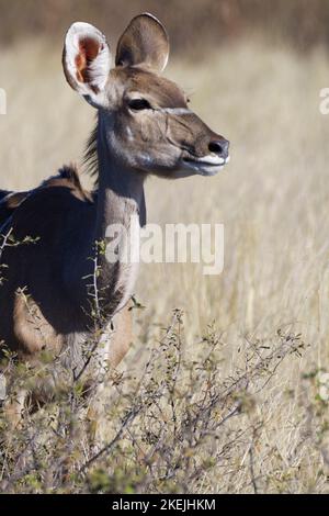 Greater kudu (Tragelaphus strepsiceros), donna adulta dietro gli arbusti, ritratto animale, Mahango Core Area, Parco Nazionale di Bwabwata, Namibia, Foto Stock