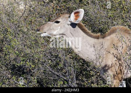 Greater kudu (Tragelaphus strepsiceros), donna adulta tra gli arbusti, nutrirsi di foglie, Mahango Core Area, Bwabwata Parco Nazionale, Namibia, Africa Foto Stock