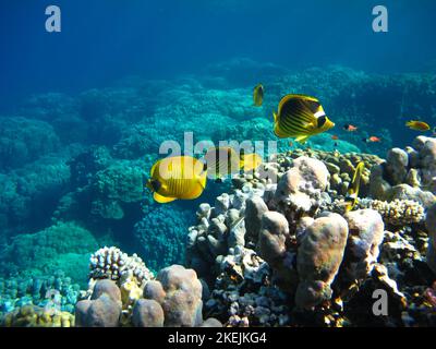 Pesce Napoleone. Pesce - tipo pesce osso Osteichthyes. Gubanovye - Labridae. Pesce - Napoleone. Foto Stock