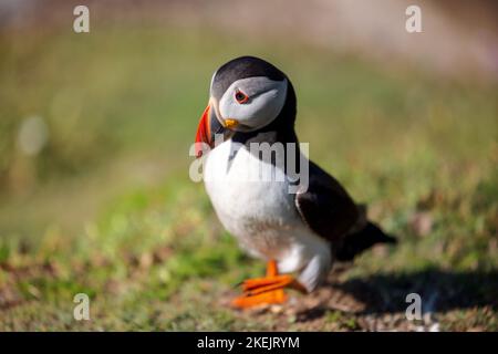 Un primo piano di un puffin Atlantico (Fratercula artica) che riposa in un campo sullo sfondo sfocato Foto Stock