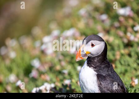 Un primo piano di un puffin Atlantico (Fratercula artica) che riposa in un campo sullo sfondo sfocato Foto Stock