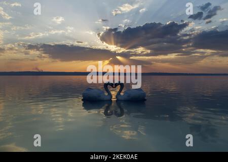 Due splendidi cigni baciano su un lago al tramonto. Amore Bird concetto. 3D Illustrazione Foto Stock